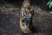 Tiger intensity : by harrisontalaricophotos, Views[193]