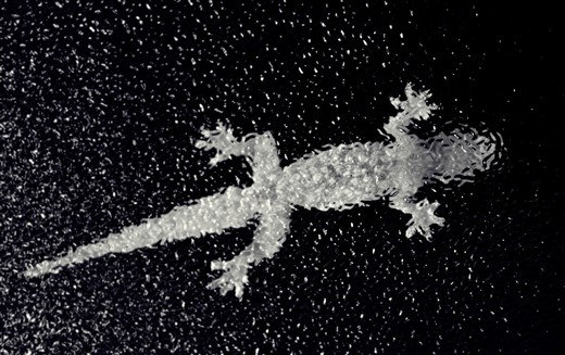 The photo is taken through a mosaic bathroom window glass. Found this creature sitting on it.