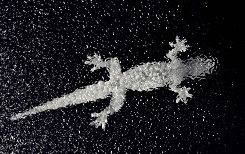 The photo is taken through a mosaic bathroom window glass. Found this creature sitting on it.