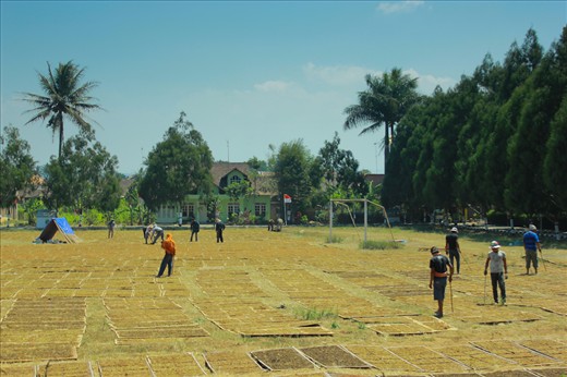 People are working to dry the tobacco under the sunlight. During the tobacco sea