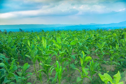 Tobacco is the main commodity for Temanggung Regency. The village is located sli