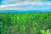 Tobacco is the main commodity for Temanggung Regency. The village is located sli: by hasan073, Views[323]