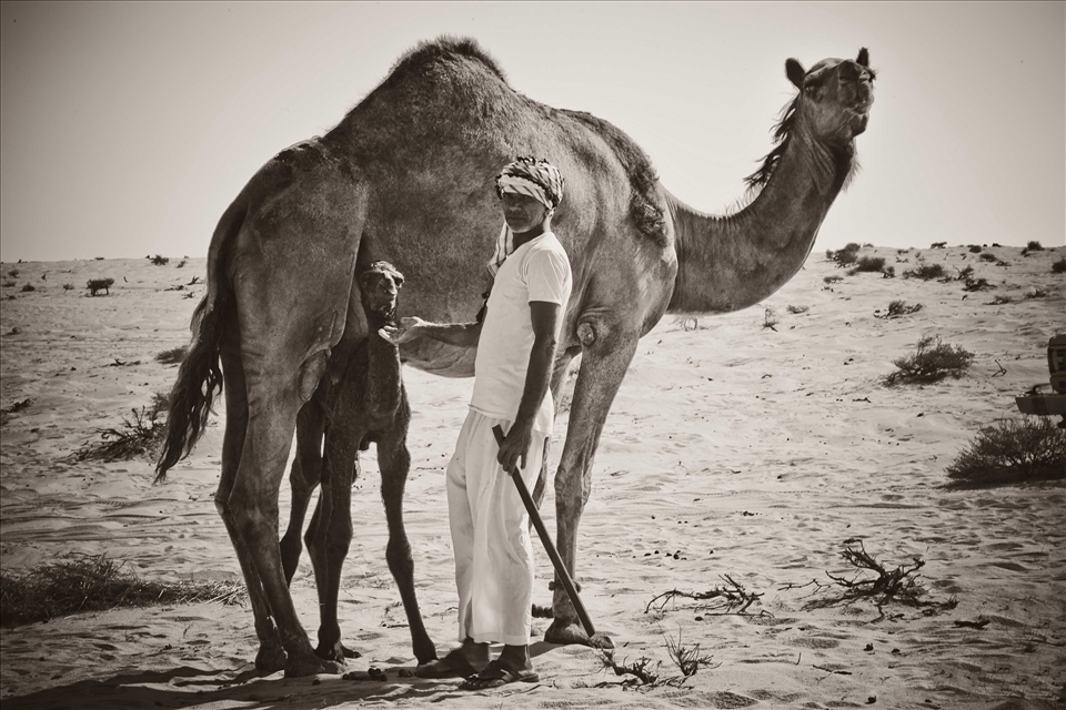 far in the desert of Qatar