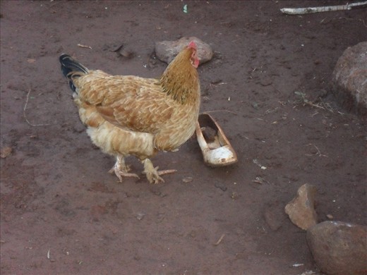 Since the man lives with his old mother only, a woman shoe from nowhere functions as a rain-based water container for his pet instead of worthless garbage.