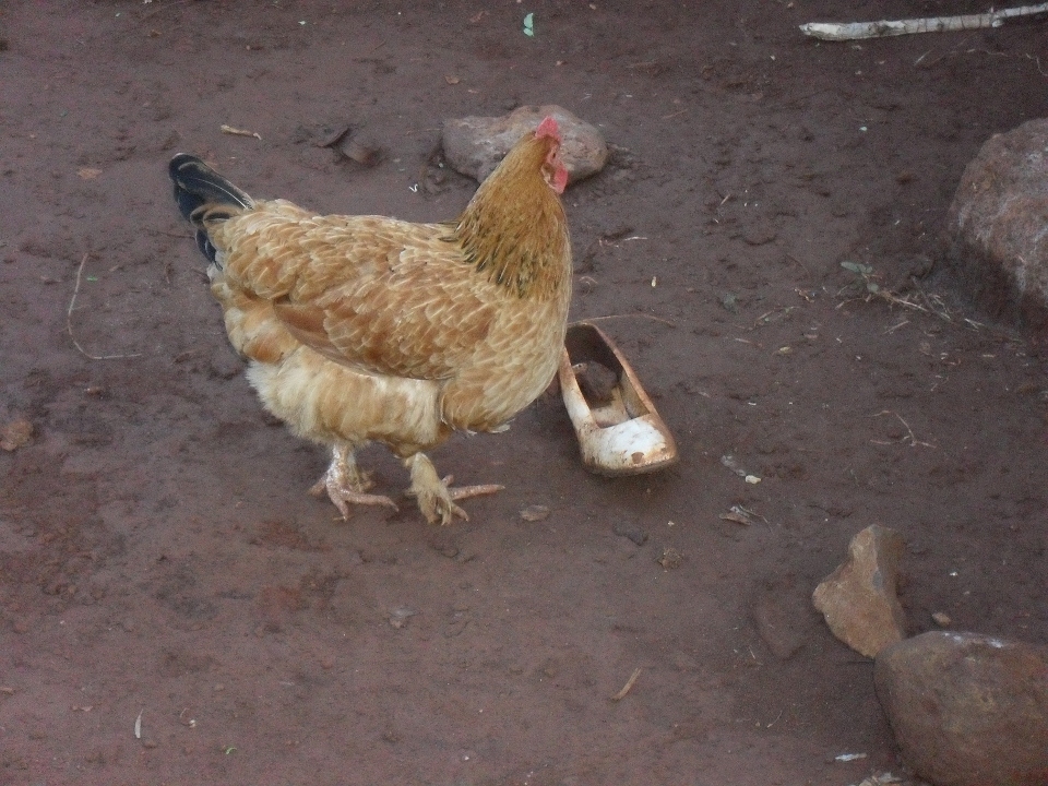 Since the man lives with his old mother only, a woman shoe from nowhere functions as a rain-based water container for his pet instead of worthless garbage.
