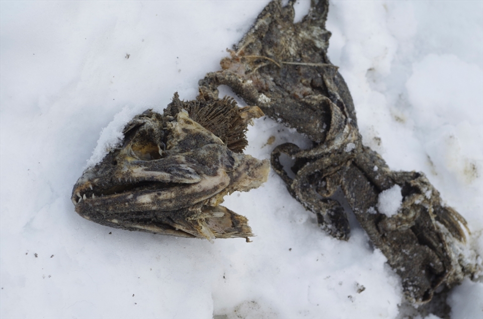 The end of a feast, and the reason I am here in Brackendale, a small town in British Columbia. Life sustaining food for bald eagles, this salmon corpse finally is completely exhausted of all life after its long journey. 