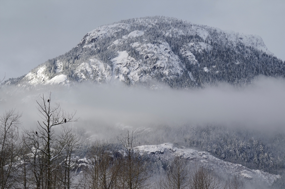 As the morning fog lifts, and the darkness is driven away by the sun’s rays, the reason I am here is clear. A bare tree with new life, not in foliage, but in birdlife - a juvenile bald eagle, sitting closely to two adults, stands exposed in front of the hills of Brackendale.
