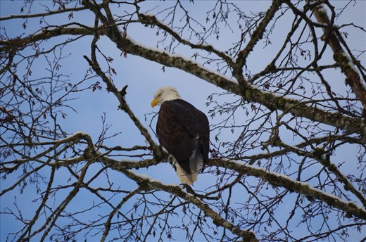 A lone eagle watches as I step, slowly but surely, closer and closer. Normally wary and hard to get close to, for some reason this eagle stood his ground; perhaps because it sensed no harm. Its grandeur mesmerising and inspiring, the moment lives on – etched, on the river banks of Brackendale. 