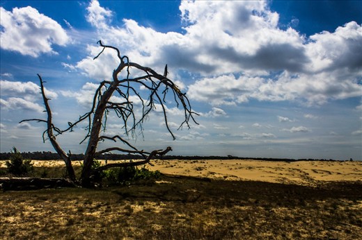 There are dunes in Netherlands... their heir from the Glacial Era. At De Hoge Veluwe National Park