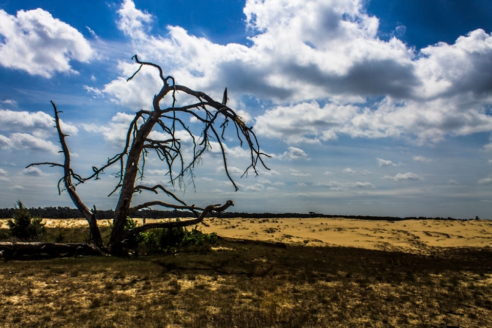 There are dunes in Netherlands... their heir from the Glacial Era. At De Hoge Veluwe National Park