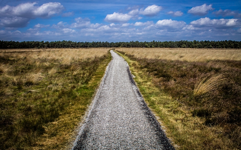 You can find dunes, forests and open fields with high grass, at the De Hoge Veluwe National Park.