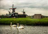 The Neatherlands are not made only of bars, clubs and restaurants. There are also farm places with windmills, like at Zaanse Schans Park.: by havokation, Views[861]