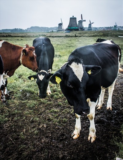 The Neatherlands are not made only of bars, clubs and restaurants. There are also farm places with COWS, like at Zaanse Schans Park.
