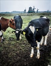 The Neatherlands are not made only of bars, clubs and restaurants. There are also farm places with COWS, like at Zaanse Schans Park.: by havokation, Views[947]