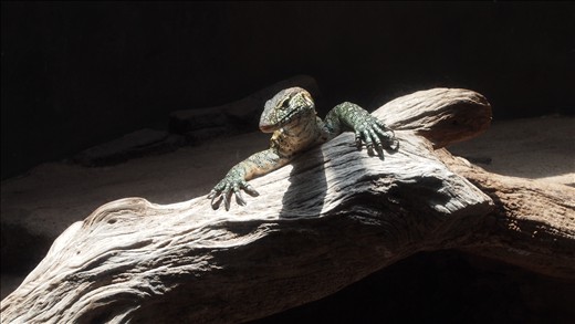 A dragon lizard wonders where that sound came from