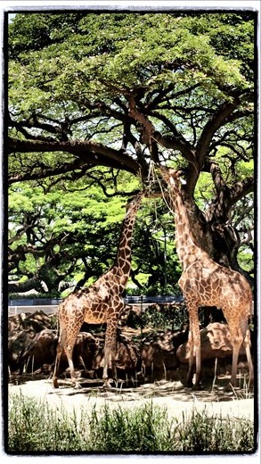 the giraffe just wants a quick bite to eat