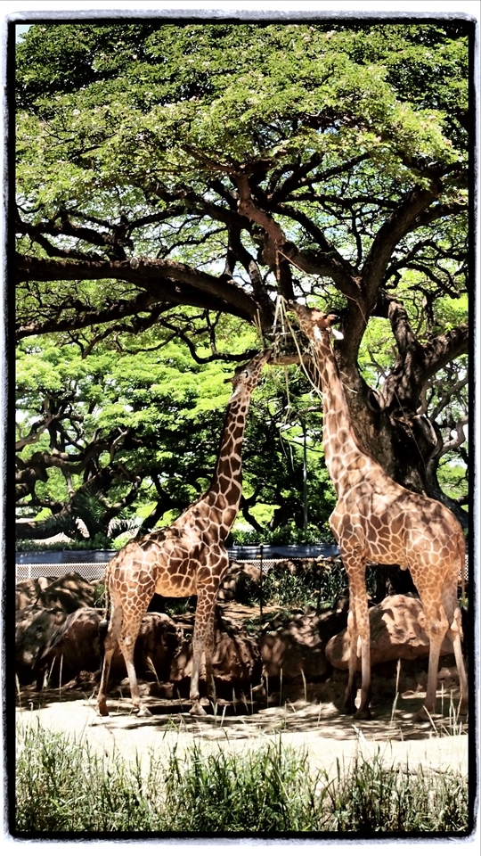 the giraffe just wants a quick bite to eat