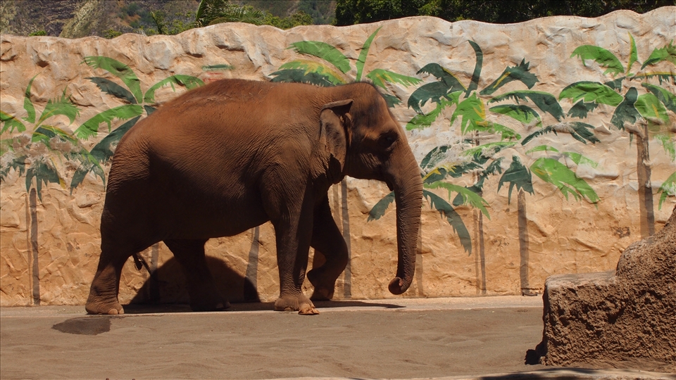 The elephant has places to go, even if those places are painted on a wall