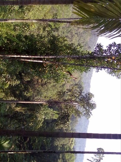 View from the backyard of my farmhouse.