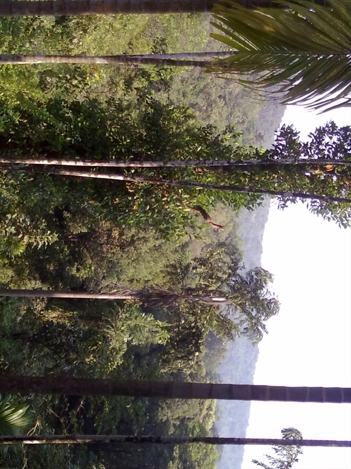 View from the backyard of my farmhouse.