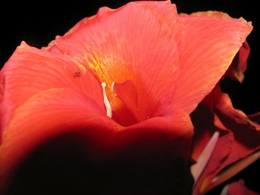 A beautiful flower...!!!