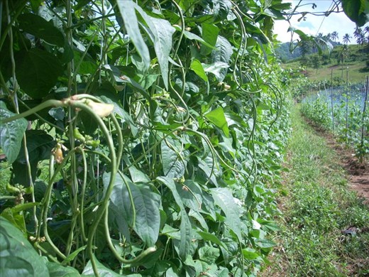 Save Green -Oxygen for US-3 