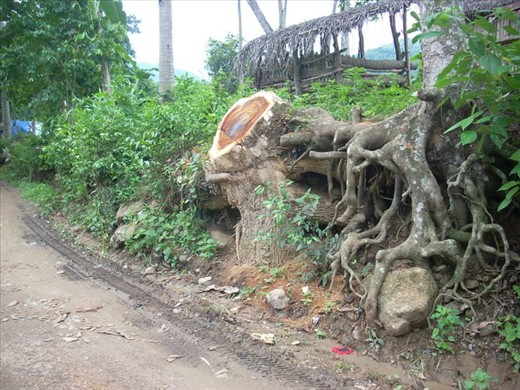 Save Green-Destroy Our Oxygen -1