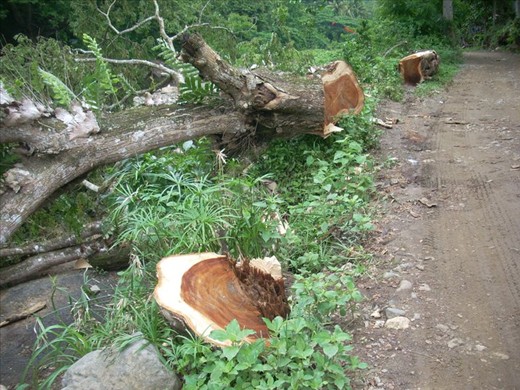 Save Green -Destroy Our oxygen-2