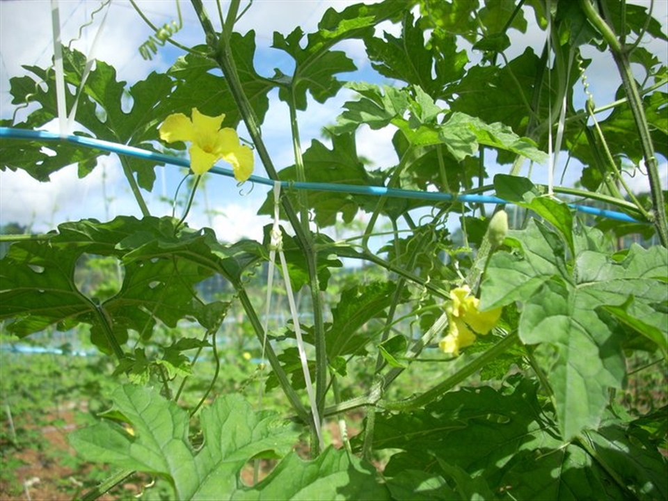 Save Green-Oxygen for US-1