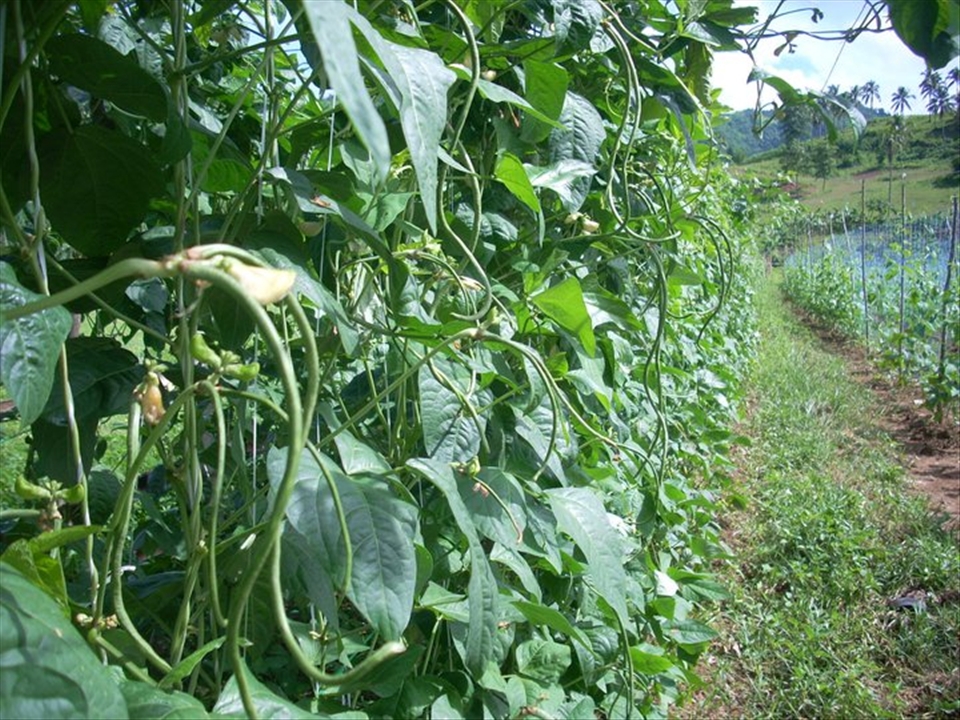 Save Green -Oxygen for US-3