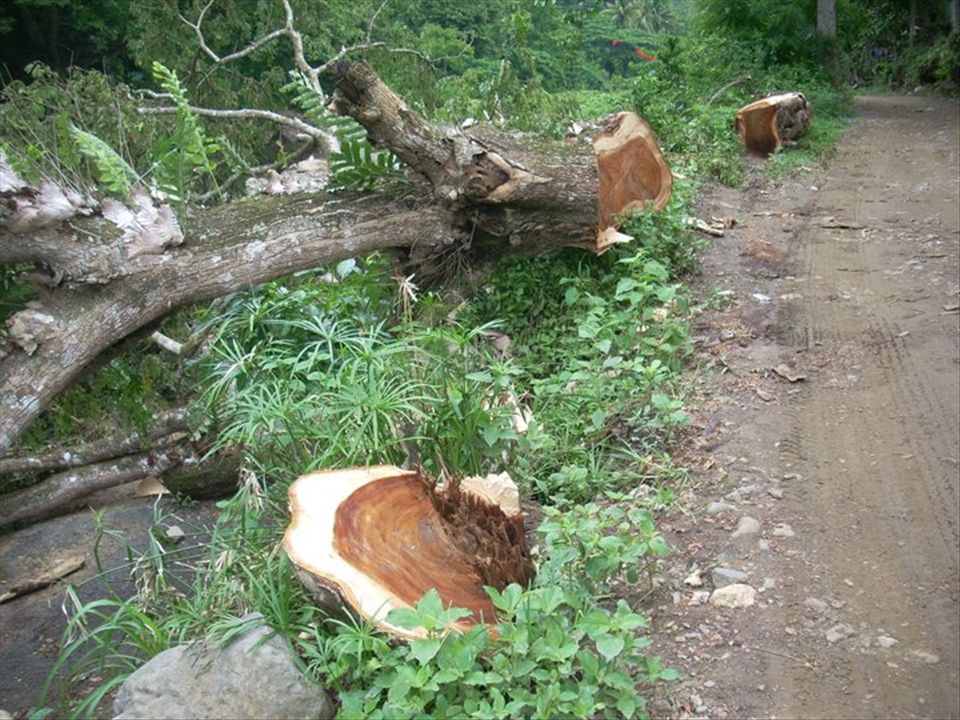 Save Green -Destroy Our oxygen-2