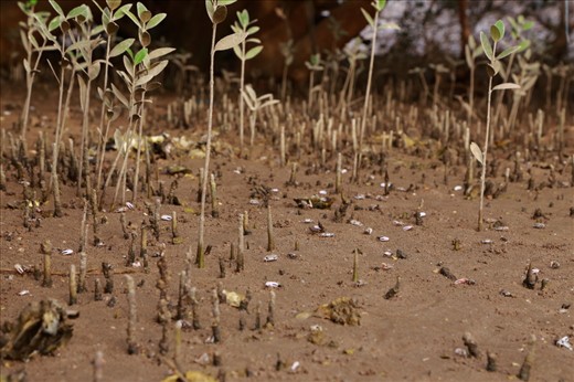 The ground is alive with many organisms, including the pneumatophores, Root –like structures stick out of the soil and act as a breathing apparatus for the trees. Scattered on the ground are fiddler crabs, when seen from far look like tiny paper shreds or white speckles , any movement make them rush into their burrows 