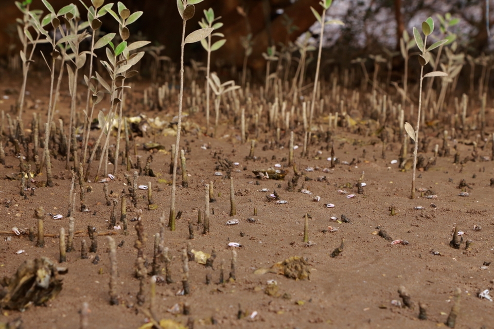 The ground is alive with many organisms, including the pneumatophores, Root –like structures stick out of the soil and act as a breathing apparatus for the trees. Scattered on the ground are fiddler crabs, when seen from far look like tiny paper shreds or white speckles , any movement make them rush into their burrows 