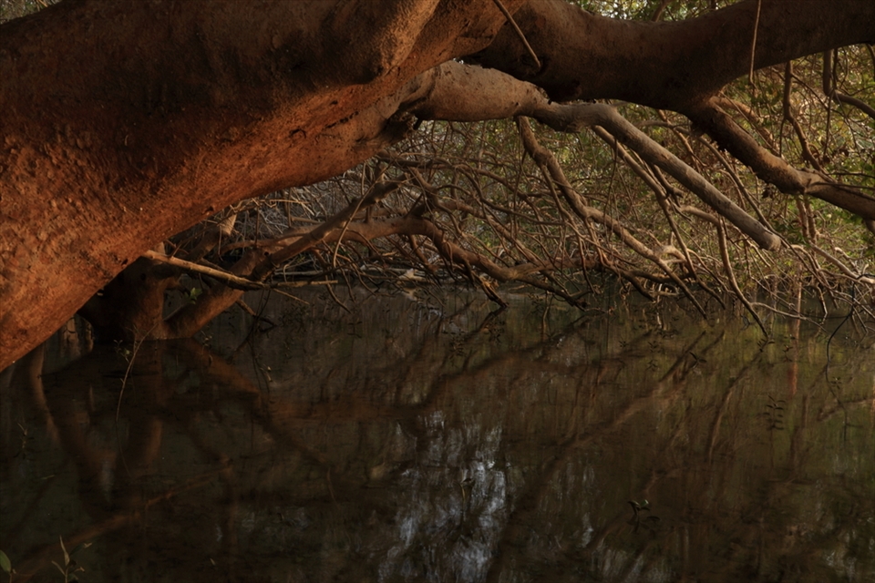 Winding trees, making intricate patterns and providing shelter for the birds. The average height of the tree in this area is about 5meters, twisting around each others, and almost preventing the sun from reaching the ground, where root like structures stick up out of the soil like straws for breathing.