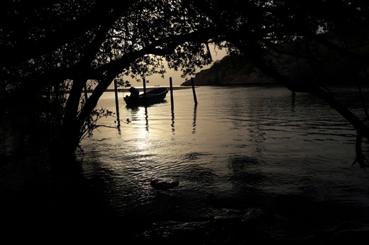 A view of sunset from the Mangrove forest. The thick, dark and inaccessible forest, naturally retards the public, still some people enter the forest for illegal fishing or picnic. Vigilant protection for the forest is needed.