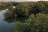 “Qurm” tree, the local name for Mangrove, has been for centuries growing along the coastal area.Creating  green forest all year round, Its unique ecosystem offers a habitat for many marine organisms including species of fish and shell fish, at same time protecting the land from erosion.If it wasn’t for the efforts of the local environmental activists, with the help of the government to preserve this forest, and declare it nature reserve, such natural beauty would have been replaced by concrete buildings and roads by now: by hawwa, Views[895]