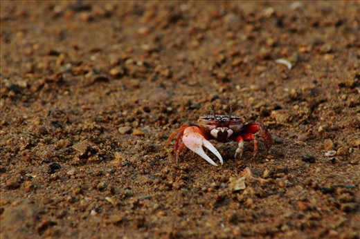 Fiddler Crab. One of the 100 species that exist in the world. A reclusive creature, cleans the ground from organic matter. The male is distinctly recognized by its asymmetric claws, one claw is larger than the other.