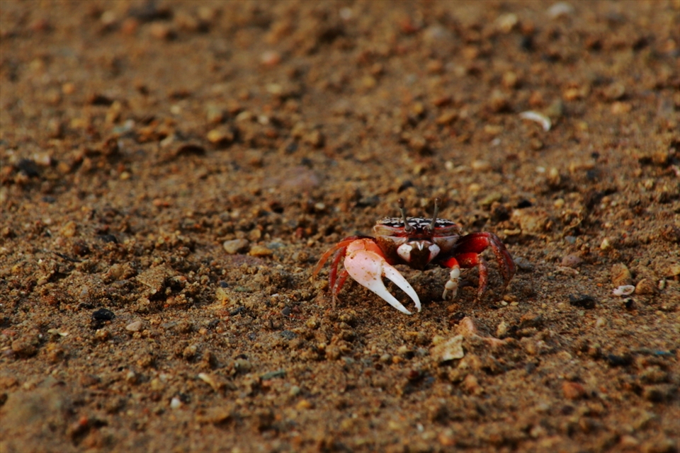Fiddler Crab. One of the 100 species that exist in the world. A reclusive creature, cleans the ground from organic matter. The male is distinctly recognized by its asymmetric claws, one claw is larger than the other.