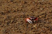 Fiddler Crab. One of the 100 species that exist in the world. A reclusive creature, cleans the ground from organic matter. The male is distinctly recognized by its asymmetric claws, one claw is larger than the other.: by hawwa, Views[399]