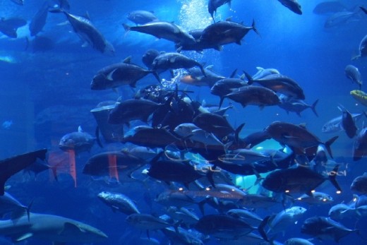 I didn't get my food