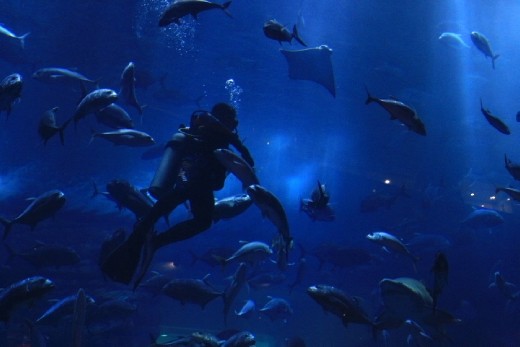 another fish in the equerium