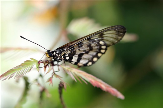 Butterfly on Branch