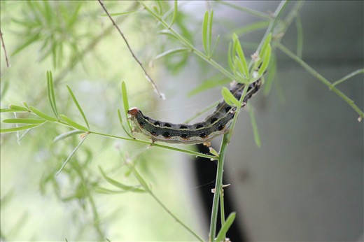 Caterpiller eating Leaves 