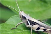 Grasshopper: by haydencarter, Views[116]