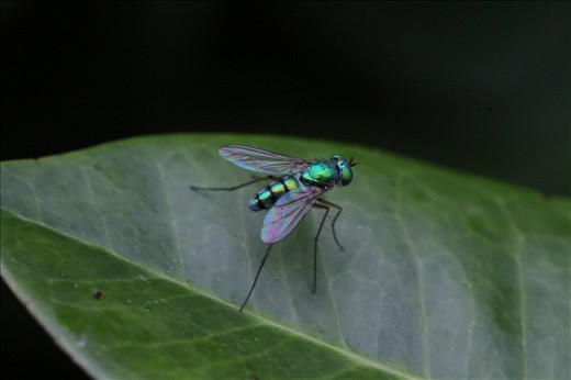 Blue Bug on  Leaf
