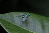 Blue Bug on  Leaf: by haydencarter, Views[137]