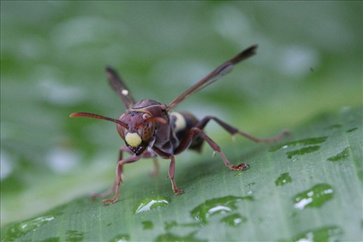 Wasp on a dewy Leaf