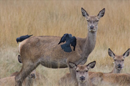Female doe watching guard as she recieves beauty treatment off local birdlife