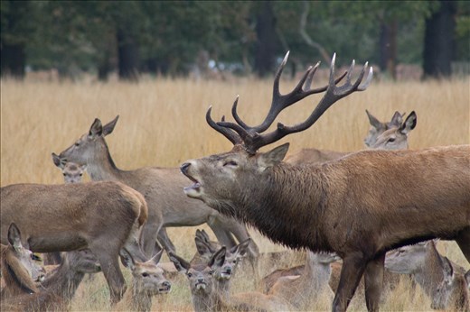 Bellowing male stag , showing his dominace to rival stags and potential females.