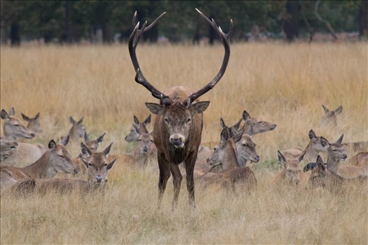 Stand off with a testosterone fulled male stag during the winter mating rut ! 